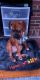 Boxer Puppies for sale in Eastchester, NY, USA. price: NA