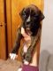 Boxer Puppies for sale in Creve Coeur, IL, USA. price: NA