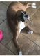 Boxer Puppies for sale in The Bronx, NY, USA. price: NA