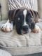 Boxer Puppies for sale in Lorain, OH, USA. price: NA
