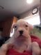 Boxer Puppies for sale in Trufant, MI 49347, USA. price: NA