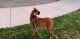 Boxer Puppies for sale in Oxnard, CA, USA. price: NA