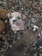 Boxer Puppies for sale in Sandersville, MS 39477, USA. price: $100