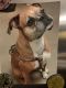 Boxer Puppies for sale in Dallas, TX 75219, USA. price: NA