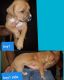 Boxer Puppies for sale in 348 Kyle Rd, Anniston, AL 36201, USA. price: $275