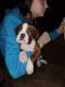 Boxer Puppies for sale in Campton, KY 41301, USA. price: $400