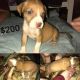 Boxer Puppies for sale in Lakeland, FL, USA. price: $200