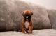 Boxer Puppies for sale in Buffalo, NY, USA. price: NA