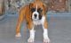 Boxer Puppies for sale in Jacksonville, FL, USA. price: $600
