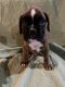 Boxer Puppies for sale in Kalamazoo, MI, USA. price: NA