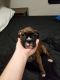 Boxer Puppies for sale in Pacifica, CA 94044, USA. price: NA