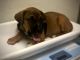 Boxer Puppies for sale in 3762 Logan Ave, San Diego, CA 92113, USA. price: NA