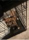 Boxer Puppies for sale in Hampton, GA 30228, USA. price: $150
