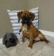 Boxer Puppies for sale in Neosho, MO 64850, USA. price: NA