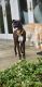 Boxer Puppies for sale in 10136 Horseshoe Cir, Village of Clarkston, MI 48348, USA. price: NA