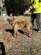Boxer Puppies for sale in Biloxi, MS, USA. price: $200
