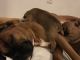 Boxer Puppies for sale in Green Bay, WI, USA. price: $700