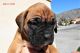 Boxer Puppies for sale in Santa Rosa, CA, USA. price: NA