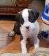 Boxer Puppies for sale in Millville, NJ 08332, USA. price: NA