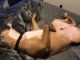 Boxer Puppies for sale in Johnstown, PA, USA. price: $300