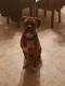 Boxer Puppies for sale in Clarksville, TN, USA. price: NA