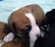 Boxer Puppies for sale in Clearfield, UT, USA. price: NA