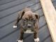 Boxer Puppies for sale in 10930 Gulf Bridge Ct, Houston, TX 77075, USA. price: NA
