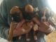 Boxer Puppies for sale in Cromwell, IN 46732, USA. price: NA