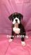 Boxer Puppies for sale in South Gate, CA, USA. price: NA