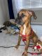 Boxer Puppies for sale in New Port Richey, FL, USA. price: $1,200