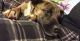 Boxer Puppies for sale in Franklin, GA 30217, USA. price: NA