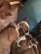 Boxer Puppies for sale in Newberry Springs, CA 92365, USA. price: NA