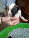 Boxer Puppies for sale in Laurel, IN, USA. price: $800