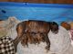 Boxer Puppies for sale in Canterbury, CT 06331, USA. price: NA
