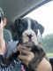 Boxer Puppies for sale in Quinlan, TX 75474, USA. price: NA