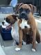 Boxer Puppies for sale in St. Augustine, FL, USA. price: $1,500