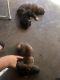 Boxer Puppies for sale in Lynwood, CA 90262, USA. price: NA