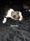 Boxer Puppies for sale in Monticello, UT 84535, USA. price: NA