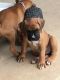 Boxer Puppies for sale in Cocolamus, PA, USA. price: $1,900