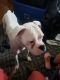 Boxer Puppies for sale in 3600 Hennepin Ave, Minneapolis, MN 55408, USA. price: NA