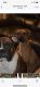Boxer Puppies for sale in Memphis, TN, USA. price: NA