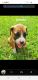 Boxer Puppies for sale in Tyner, NC 27980, USA. price: $125