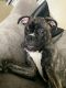 Boxer Puppies for sale in New York, NY, USA. price: $400