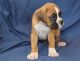 Boxer Puppies for sale in 9840 Fondren Rd, Houston, TX 77071, USA. price: NA