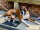 Boxer Puppies for sale in Andover, KS 67002, USA. price: NA