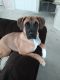 Boxer Puppies for sale in Las Vegas, NV, USA. price: $300