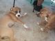 Boxer Puppies for sale in Lakewood, CO, USA. price: NA