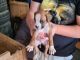 Boxer Puppies for sale in 901 S Main St, Winters, TX 79567, USA. price: NA