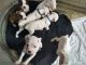 Boxer Puppies for sale in Magnolia, TX, USA. price: NA
