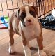 Boxer Puppies for sale in Huntsville, AL 35805, USA. price: NA